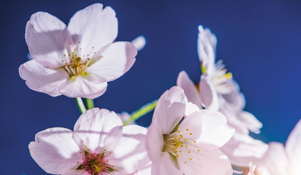 スプライダー 胃十二指腸ステント